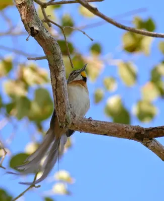File:Chotoy Spinetail (Schoeniophylax phryganophilus) (29366667886).jpg