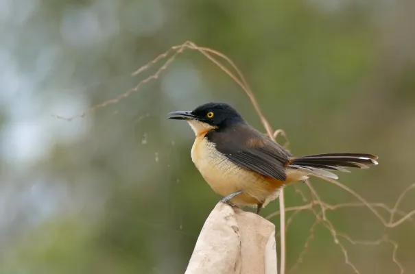 File:Black-capped Mocking Thrush (Donacobius atricapilla) (29187148211).jpg
