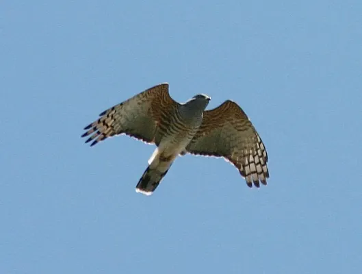File:African Cuckoo-Hawk (Aviceda cuculoides) in flight.jpg