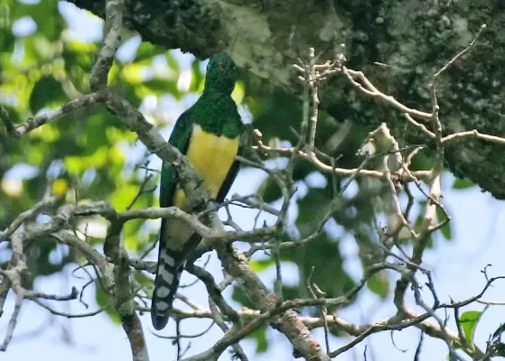 File:African emerald cuckoo (Chrysococcyx cupreus) in tree.jpg