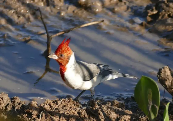 File:Red-crested Cardinal (Paroaria coronata) immature (28646711041).jpg