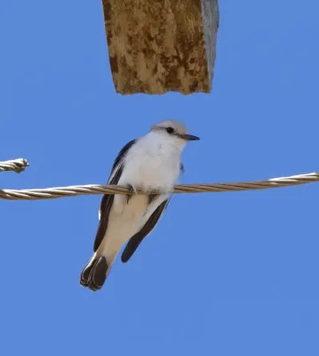 File:White-rumped Monjita (Xolmis velatus) (28804275075).jpg