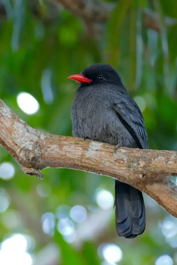 File:Black-fronted Nunbird (Monasa nigrifrons) (28539404754).jpg