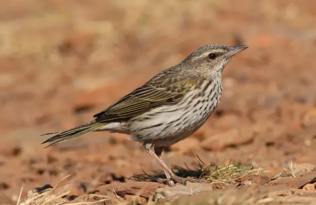 File:Striped pipit, Anthus lineiventris, at Walter Sisulu National Botanical Garden, Gauteng, South Africa (29369529542).jpg
