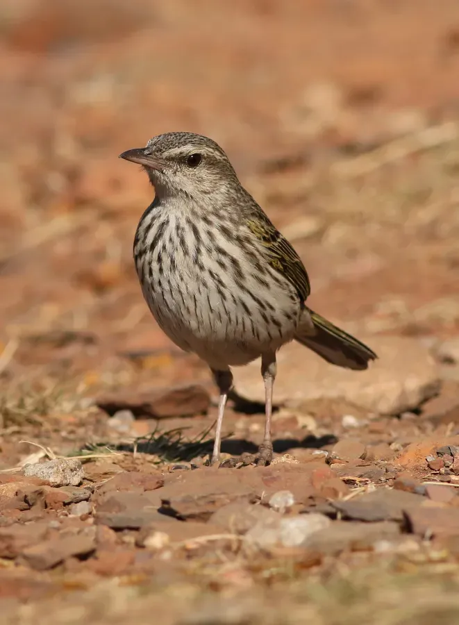 File:Striped pipit, Anthus lineiventris, at Walter Sisulu National Botanical Garden, Gauteng, South Africa (29369536722).jpg