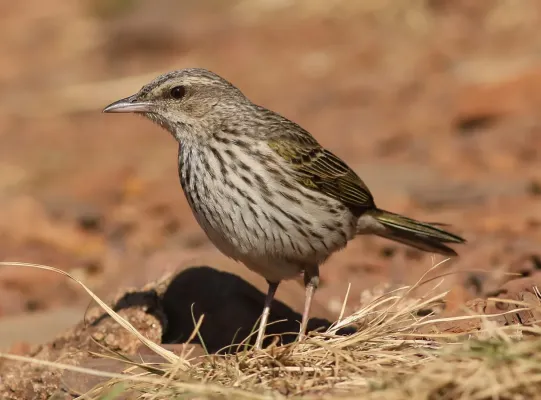 File:Striped pipit, Anthus lineiventris, at Walter Sisulu National Botanical Garden, Gauteng, South Africa (28853785504).jpg
