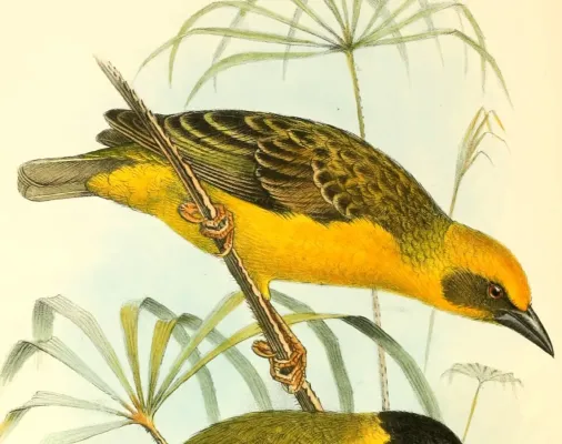 File:The birds of Africa, comprising all the species which occur in the Ethiopian region (1896) (14748527162), Ploceus temporalis.jpg