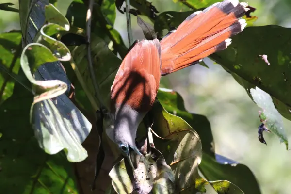 File:Raffles's Malkoha (Rhinortha chlorophaea) of Pelawan Forest, Namang Village, Bangka Island, Indonesia.jpg