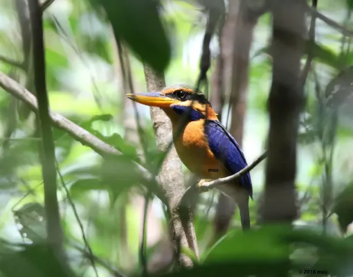 File:Rufous-collared kingfisher (Actenoides concretus) of Pelawan Forest, Namang Village, Bangka Island, Indonesia.jpg