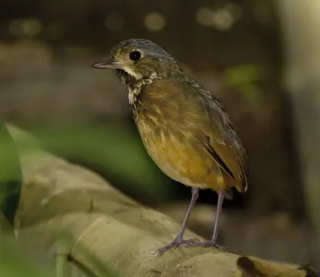 File:Grallaria guatimalensis 2.jpg