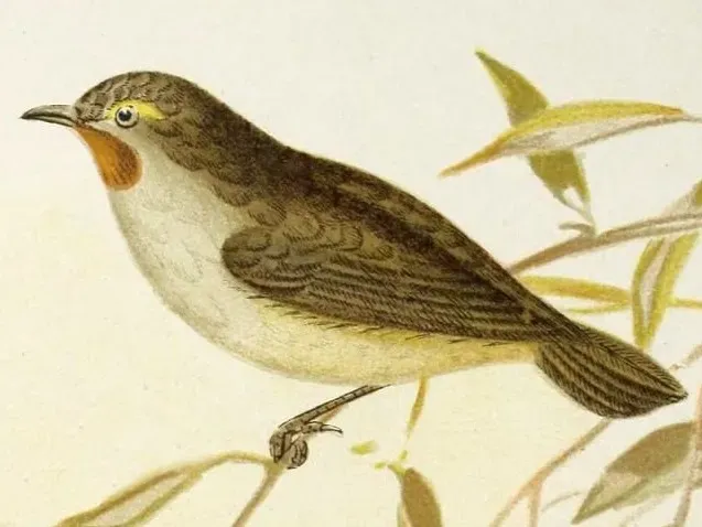 File:Pyrrholaemus brunneus (The birds of Australia (16989832911)).jpg