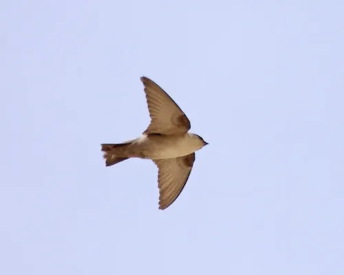 File:Ptyonoprogne obsoleta, Cairo 1.jpg