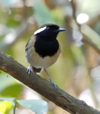 File:Conopophaga aurita - Chestnut-belted gnateater.jpg