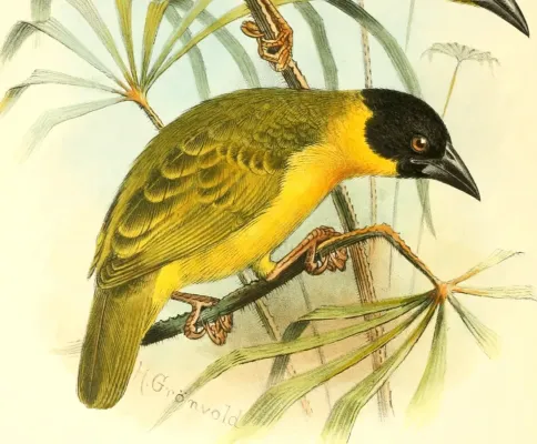 File:The birds of Africa, comprising all the species which occur in the Ethiopian region (1896) (14748527162), Ploceus bertrandi.jpg