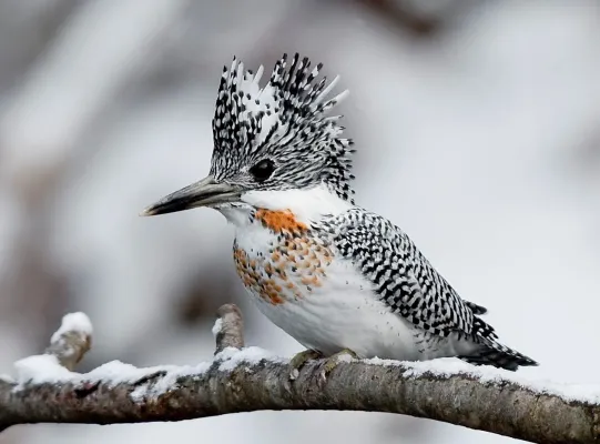 File:Megaceryle lugubris, crop.jpg