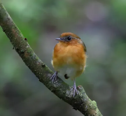 File:Conopophaga cearae - Ceara gnateater.jpg