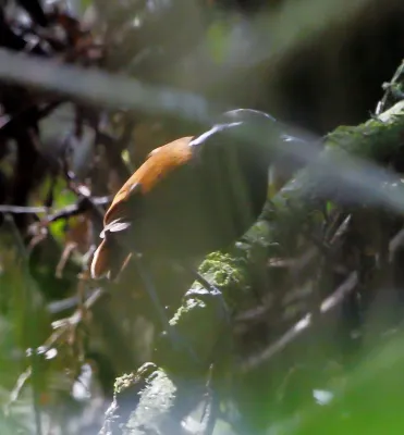 File:Conopophaga melanogaster - Black-bellied gnateater.jpg