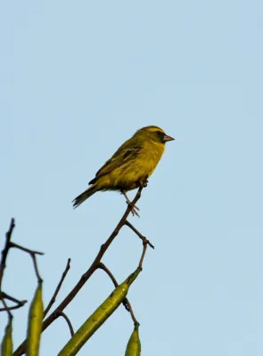 File:Crithagra frontalis.jpg