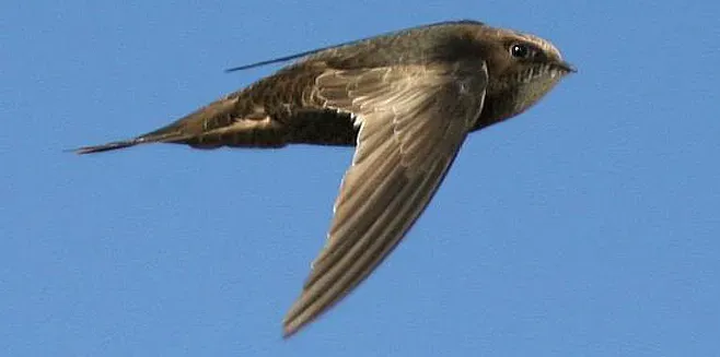 File:ApusBarbatus TrevorHardaker3.jpg
