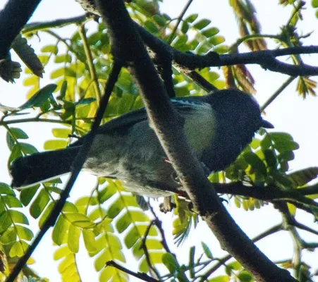 File:Melaniparus fasciiventer (cropped).jpg
