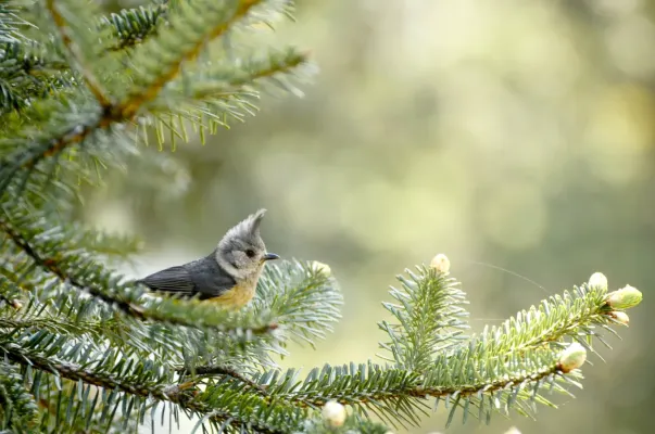File:Grey crested tit (Lophophanes dichrous) from Uttarakhand JEG6003.jpg