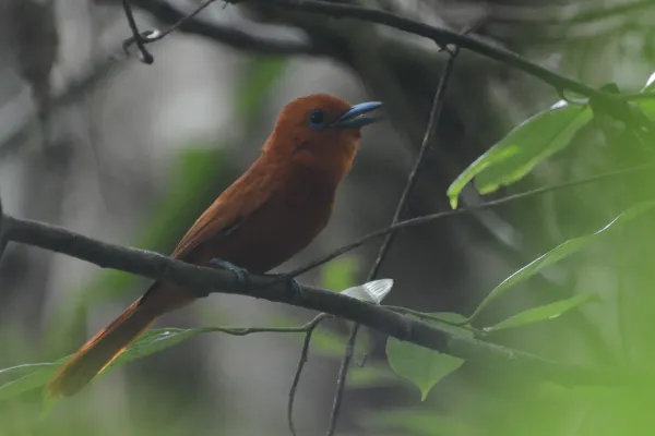 File:Terpsiphone cinnamomea - Salibabu Island (2).jpg