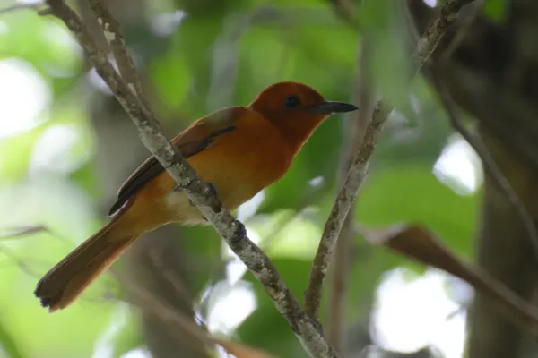 File:Terpsiphone cinnamomea - Salibabu Island (1).jpg