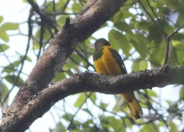 File:Oriolus chlorocephalus subsp speculifer, Gorongosa, Birding Weto, a.jpg