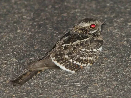 File:Caprimulgus fossii subsp mossambicus, Pretoriuskop, Birding Weto, a.jpg