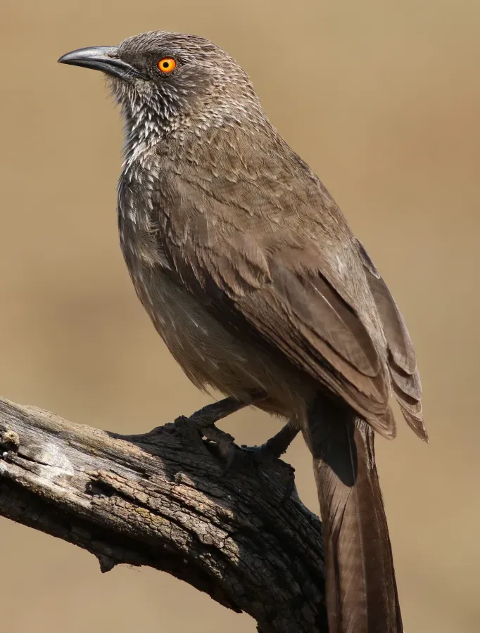 File:Arrow-marked Babbler, Turdoides jardineii, at Pilanesberg National Park, Northwest Province, South Africa (29645701316).jpg