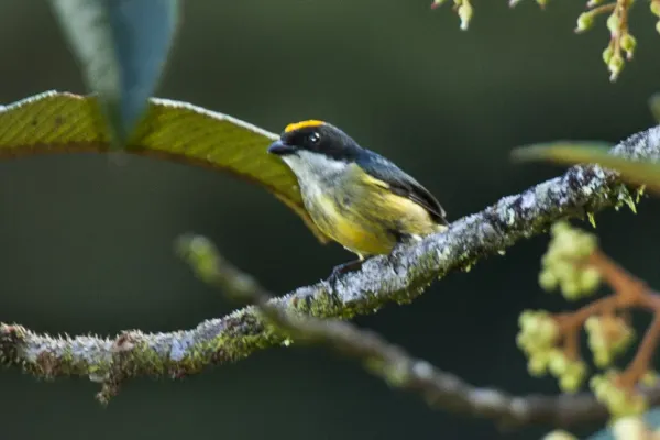 File:Dicaeum anthonyi.jpg