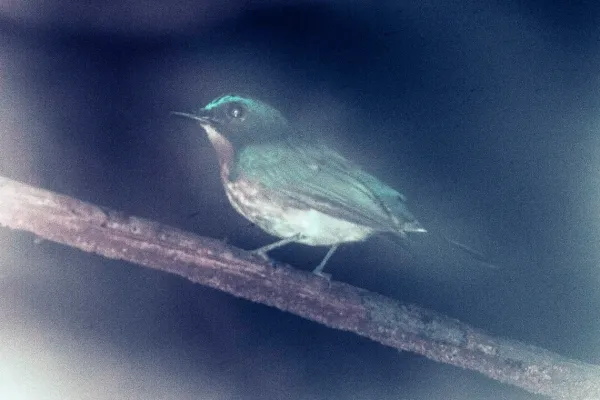 File:Cyornis lemprieri.jpg