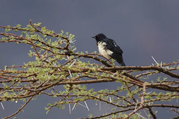 File:Speculipastor bicolor.jpg