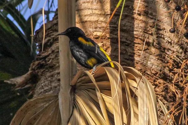 File:Icterus dominicensis.jpg