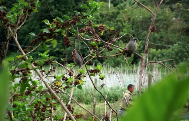 File:Saltator olivascens (La Guanota, Venezuela).jpg
