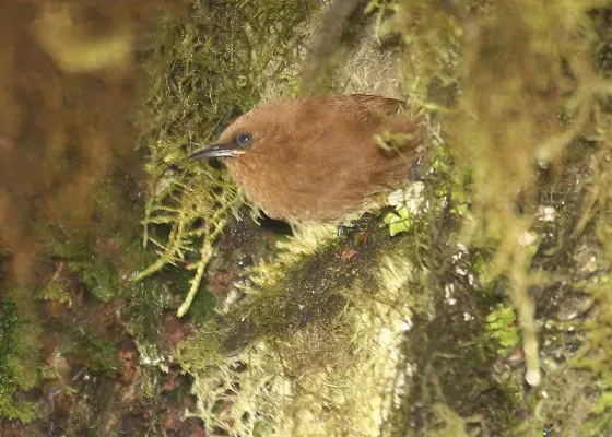 File:Rufous Wren (Cinnycerthia unirufa).jpg