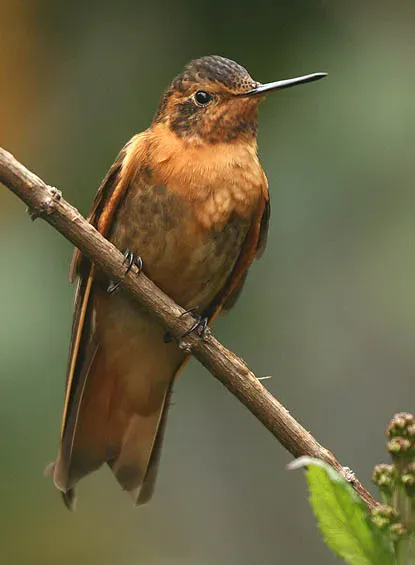 File:Shining Sunbeam (Aglaeactis cupripennis).jpg