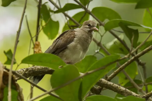 File:Leptotila pallida.jpg
