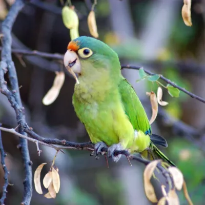File:Eupsittula canicularis, Gulf of Papagayo, Costa Rica 1.jpg