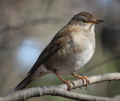 File:Turdus pallidus (on tree).jpg