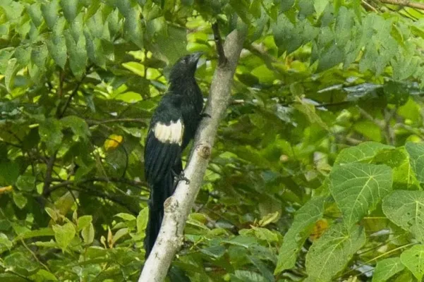 File:Centropus goliath.jpg