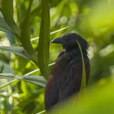 File:Centropus viridis.jpg