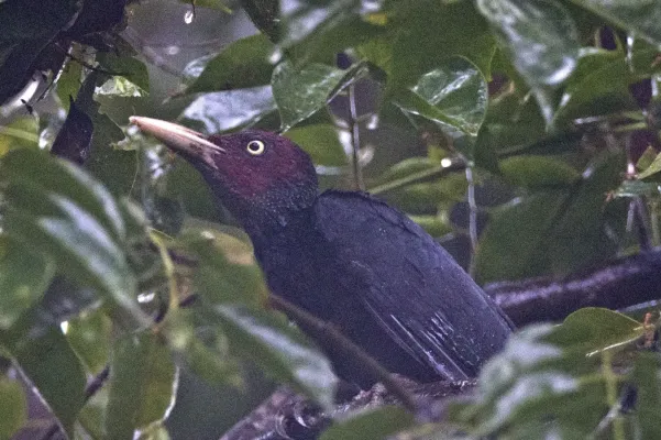 File:Mulleripicus funebris.jpg