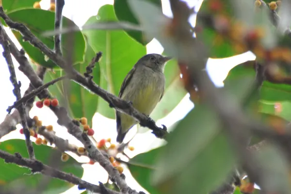 File:Tyranneutes stolzmanni.jpg