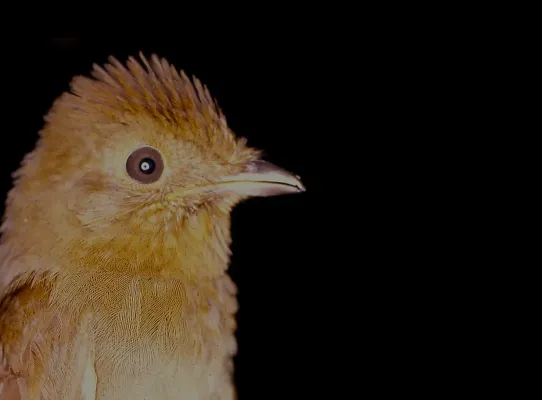 File:Schiffornis stenorhyncha.jpg