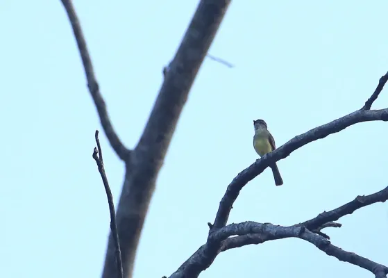 File:Phyllomyias griseiceps.jpg