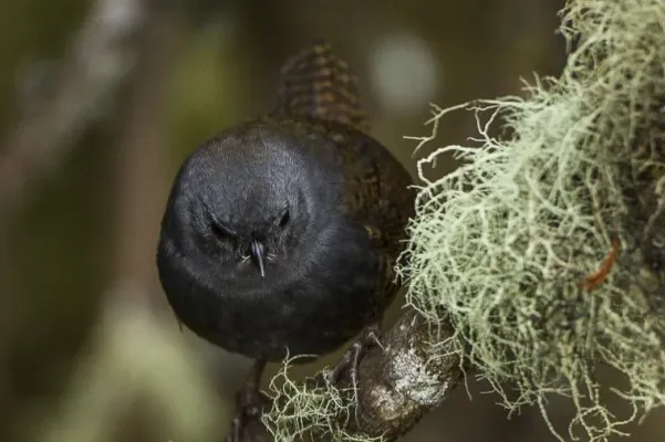 File:Scytalopus opacus.jpg