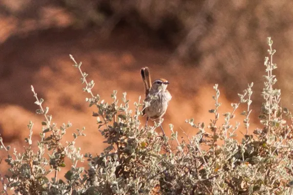 File:Calamanthus campestris.jpg
