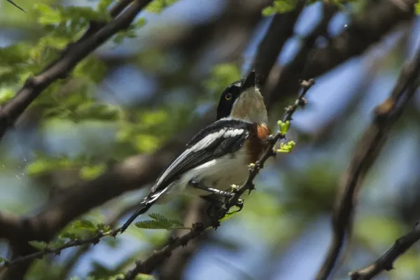 File:Batis perkeo.jpg