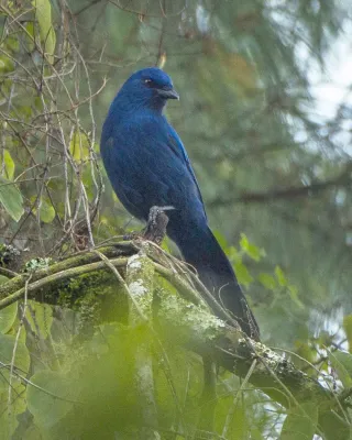 File:Aphelocoma unicolor.jpg